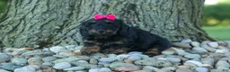 Miniature Dachshund dogs for sale: Honey 🐾❤️ - Ad 7
