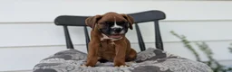 Boxer dogs for sale: Kai - Ad 4