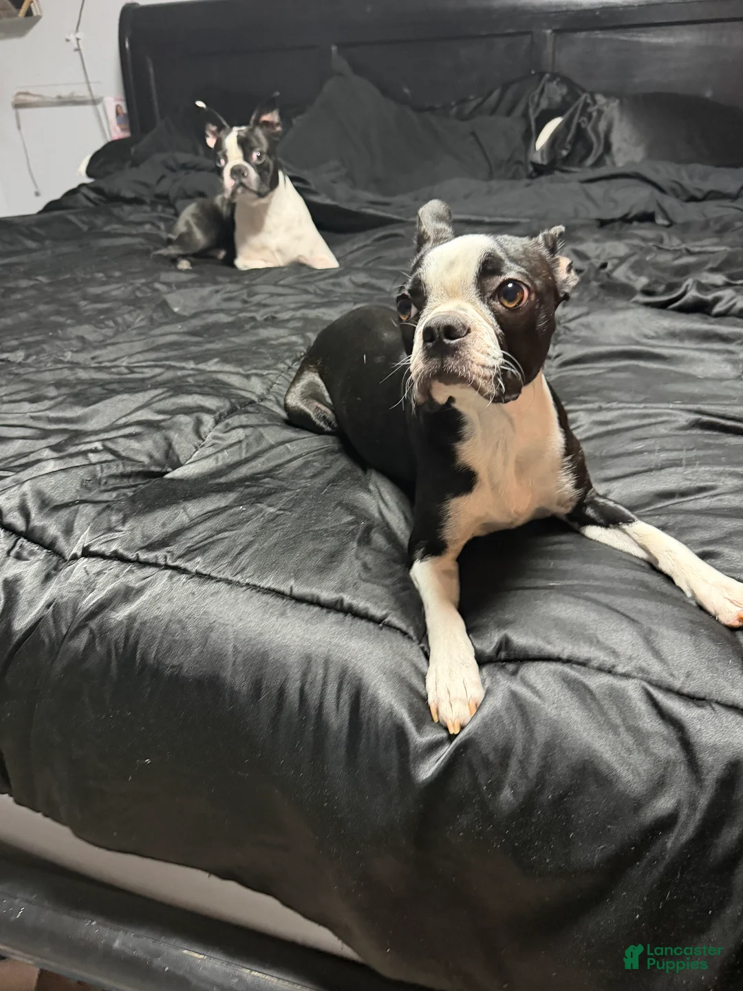 Boston Terrier dogs for sale: Boston Terrier 6 - Ad 2