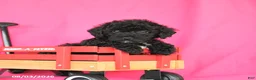 Miniature Poodle dogs for sale: Kimmie - Ad 3