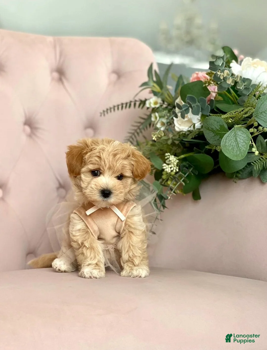 Maltipoo dogs for sale: Danny - Ad 1