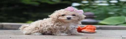 Maltipoo dogs for sale: Lilly - Ad 4