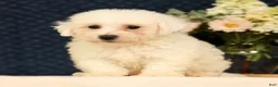 Bichon Frise dogs for sale: Isaac - Ad 4