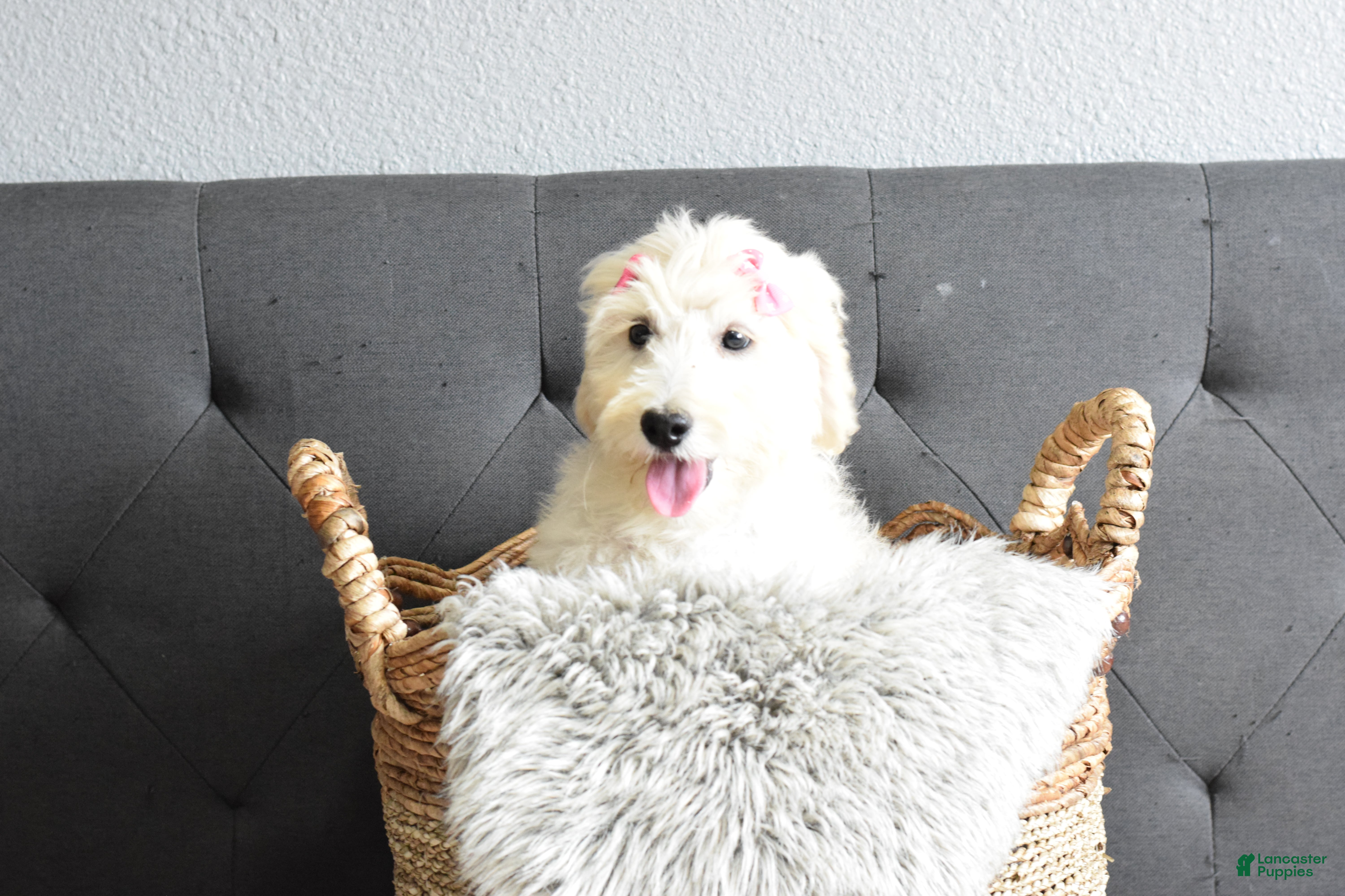 Goldendoodle dogs Goldendoodle Puppy 1 - Ad 2