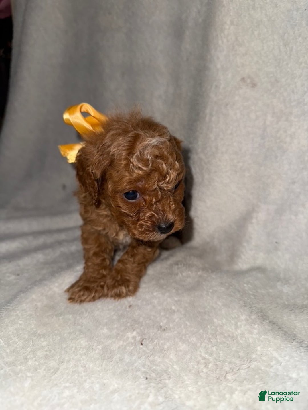 Cavapoo dogs for sale: Cavapoo Puppy 6 - Ad 1