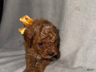 Cavapoo dogs Cavapoo Puppy 6 - Ad 42