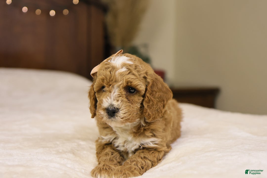 Goldendoodle dogs for sale: Twinkle - Ad 6
