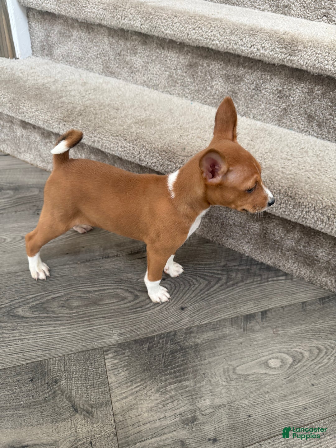 Basenji Mix Basenji Breeders Near Me Basenji Puppy For Sale In