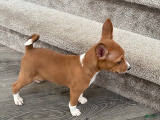 Basenji dogs - Ad 3