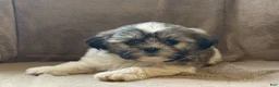 Shih Tzu dogs for sale: Rosy - Ad 3