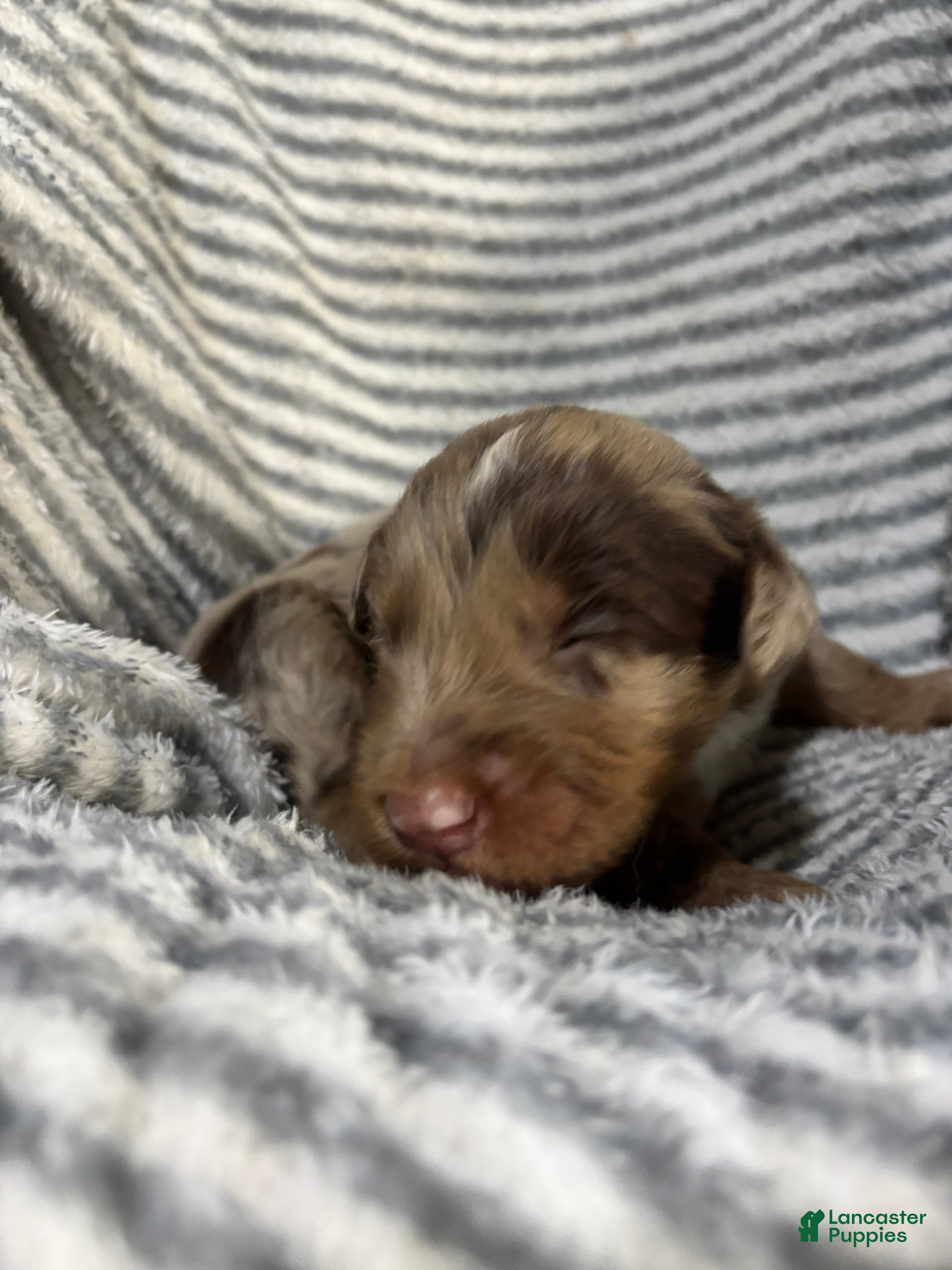 Aussiedoodle dogs Aussiedoodle 4 - Ad 2