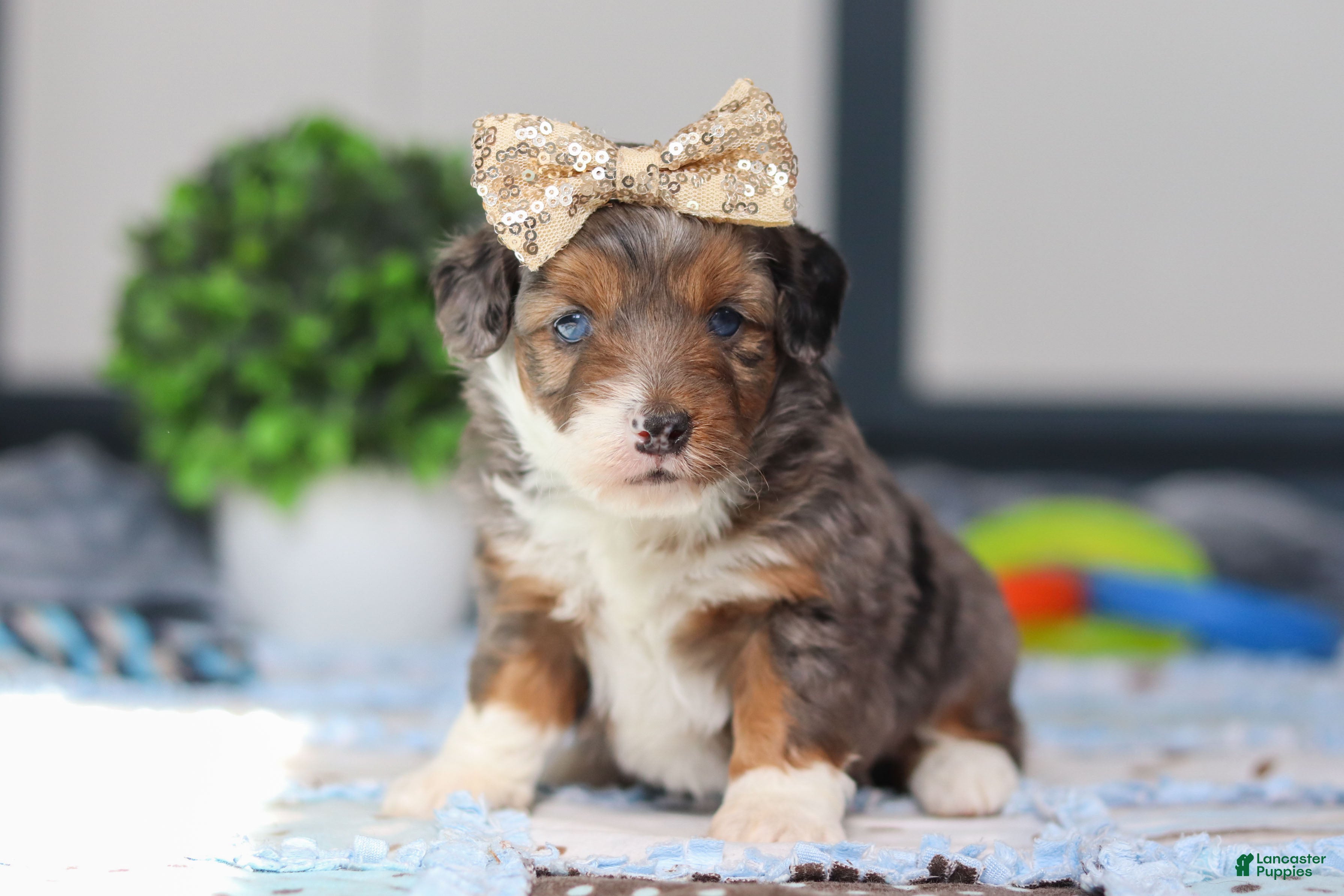 Mini Bernedoodle dogs Paige - Ad 1