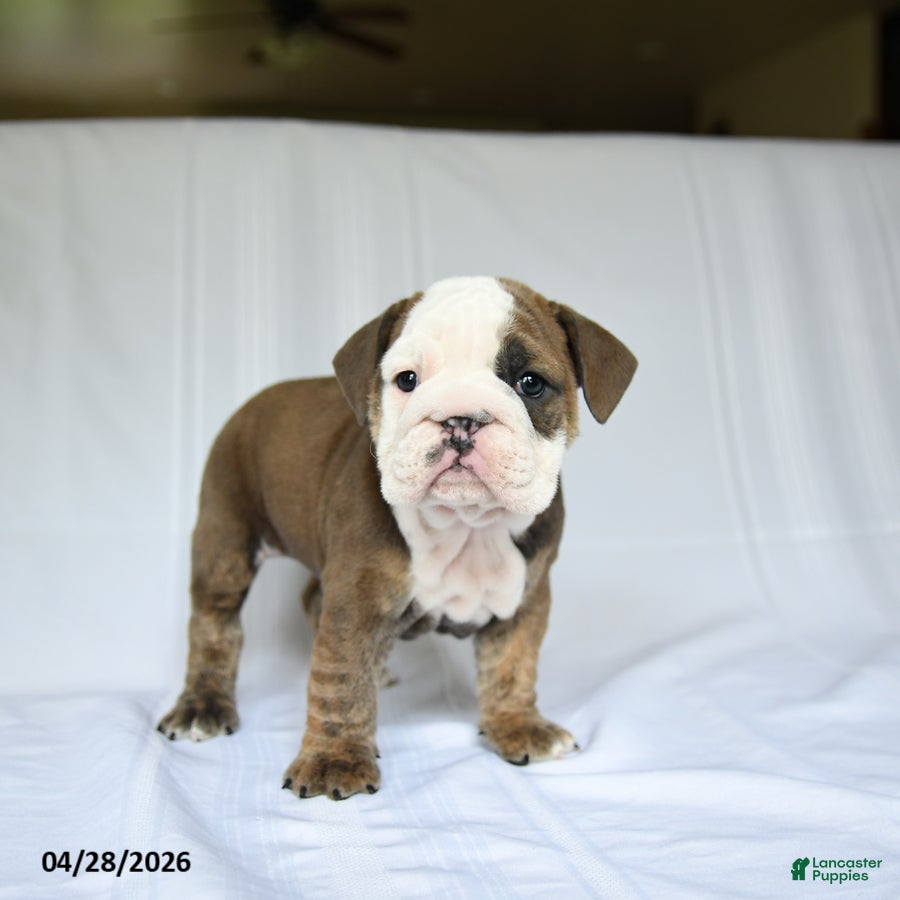 English Bulldog dogs Hope - Ad 2