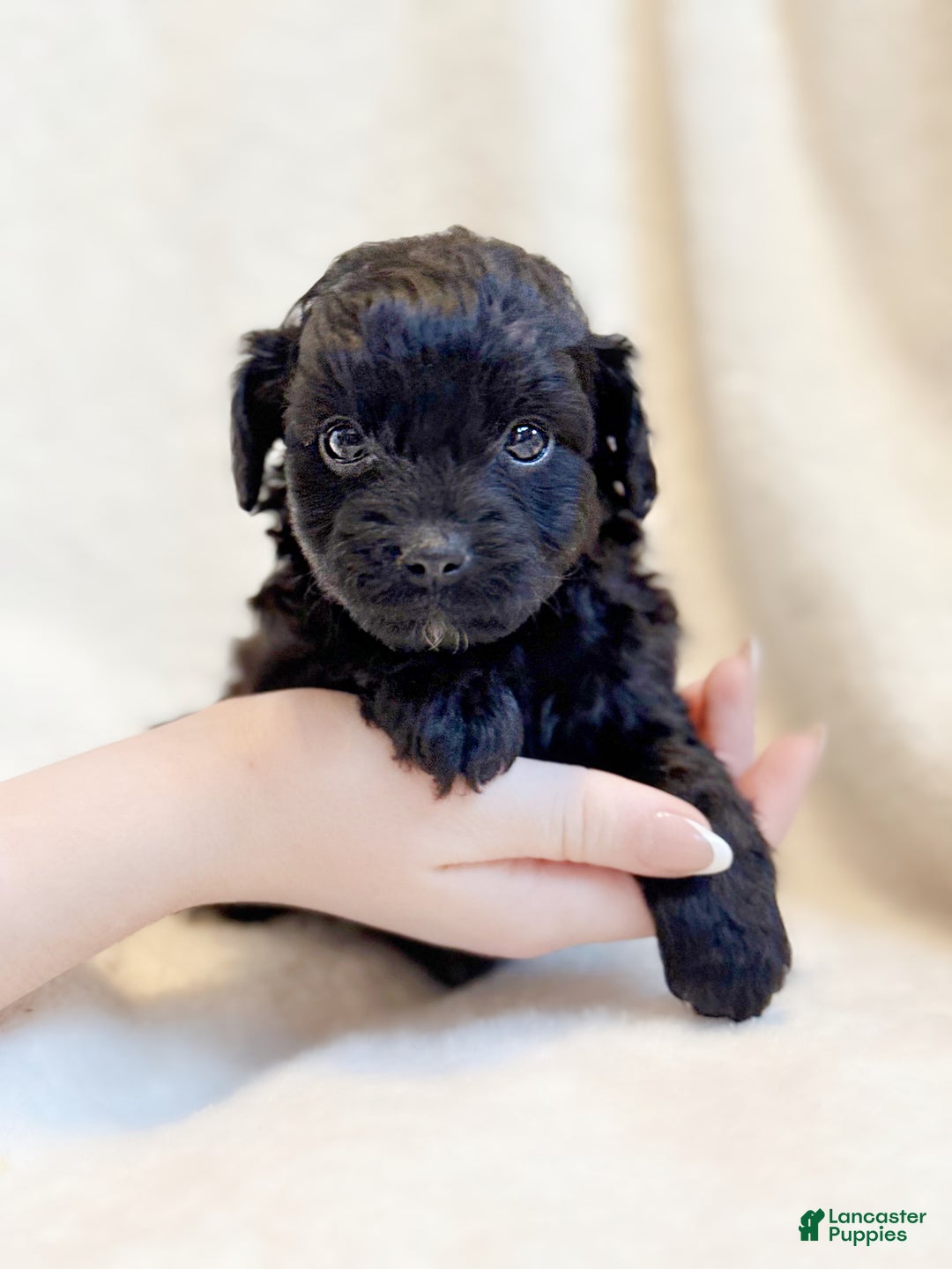 Mini Aussiedoodle dogs for sale: Rex (Micro) - Ad 1