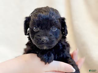 Mini Aussiedoodle dogs Rex (Micro) - Ad 5