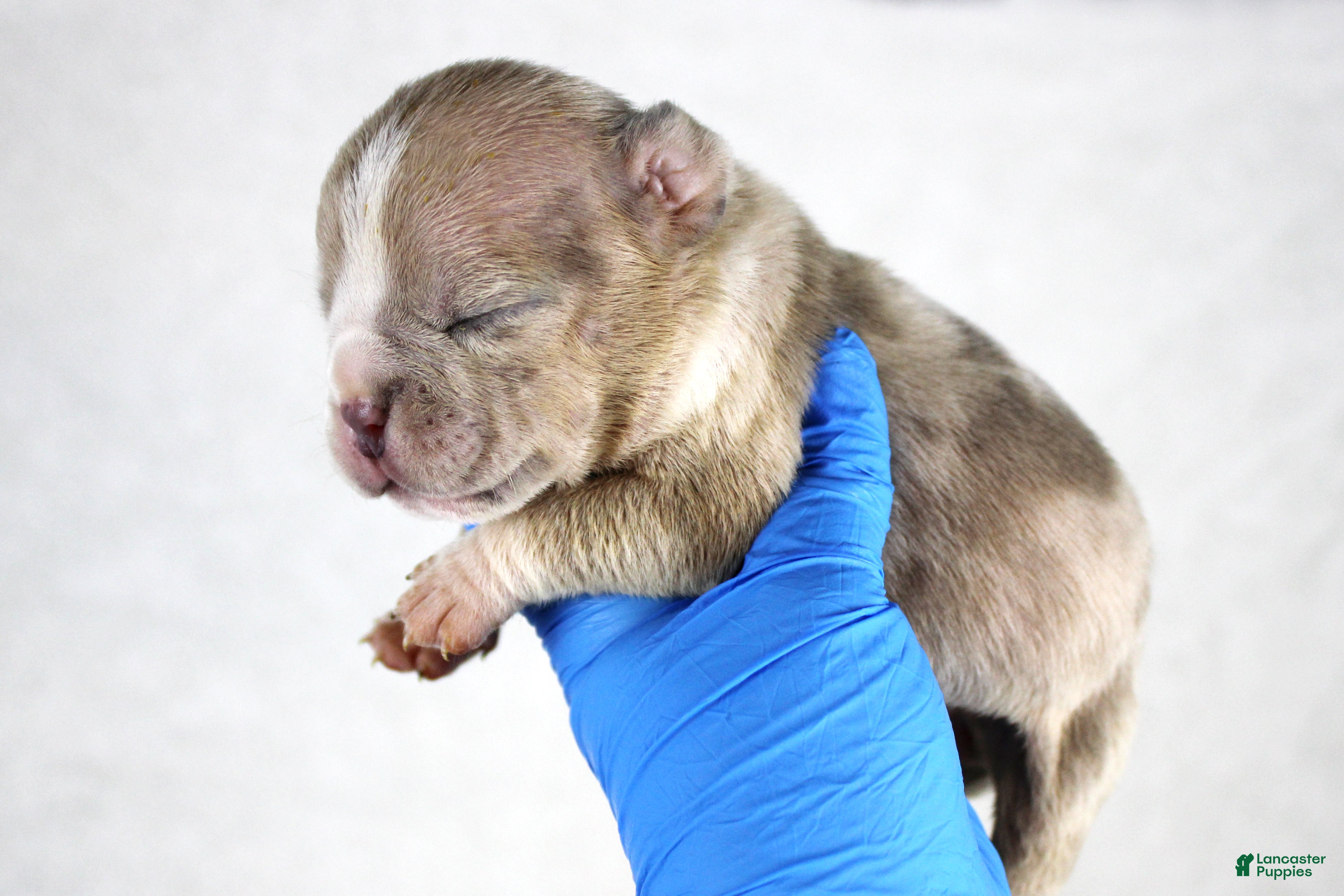 American Bully dogs Fawn Merle Female - Ad 18