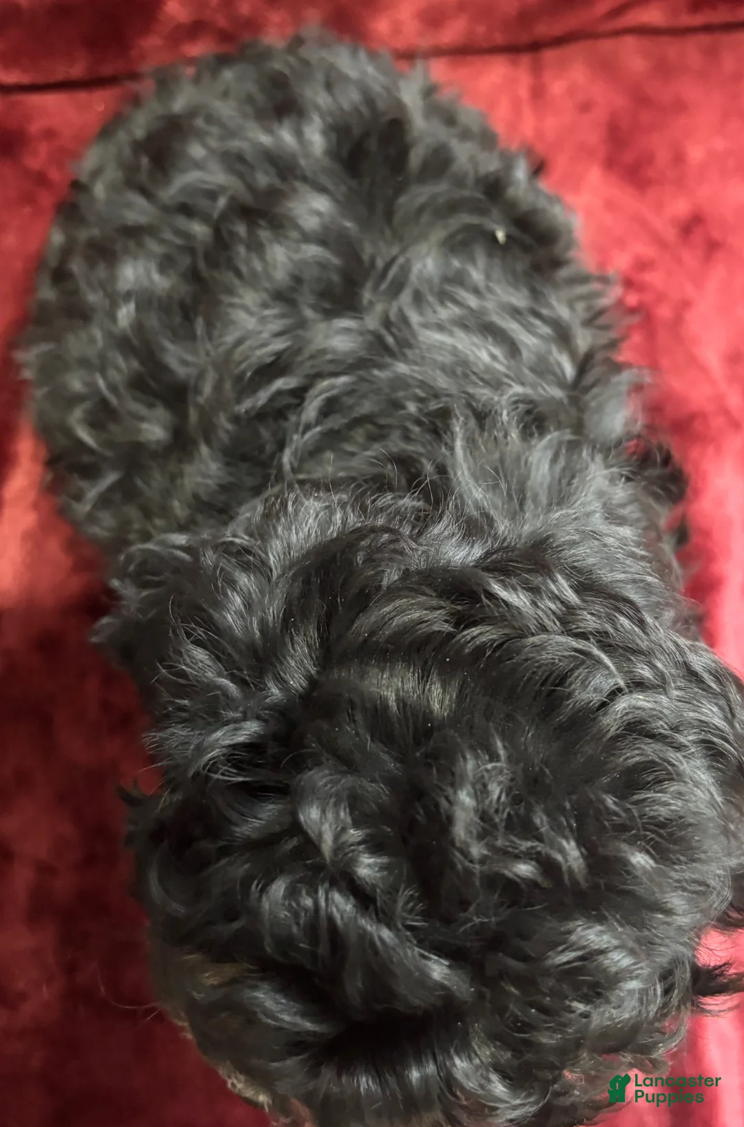 Mini Bernedoodle dogs for sale: Bear - Ad 4