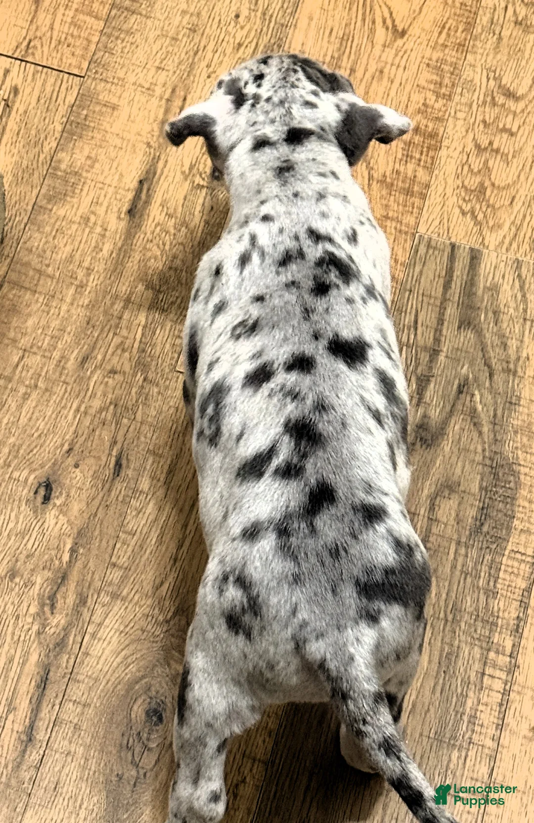 American Bully dogs for sale: "LIL KIM" - Ad 5