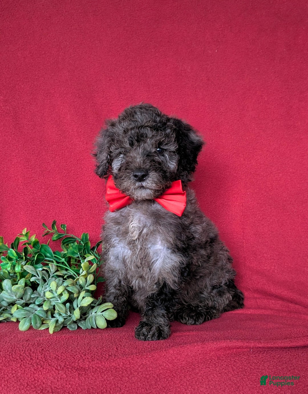 Miniature Poodle dogs for sale: Wesley - Ad 1