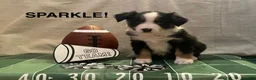 Miniature Australian Shepherd dogs for sale: Miniature Australian Shepherd 5 - Ad 1