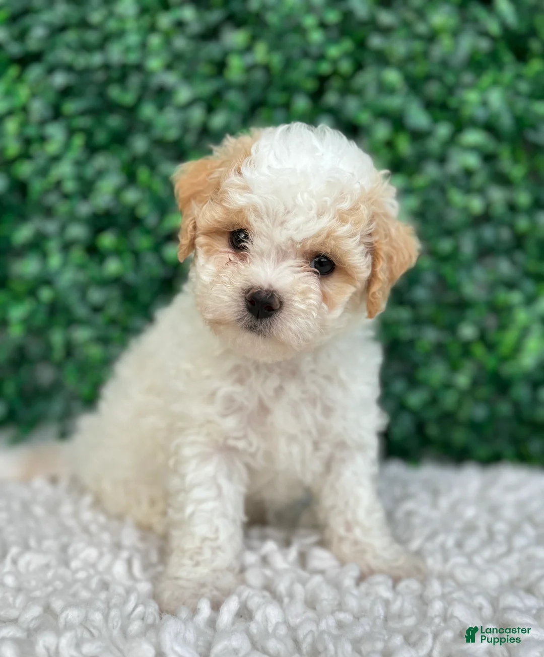 Maltipoo dogs for sale: Sadie  - Ad 1
