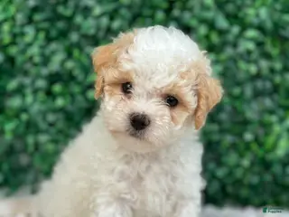Maltipoo dogs for sale: Sadie - Ad 2