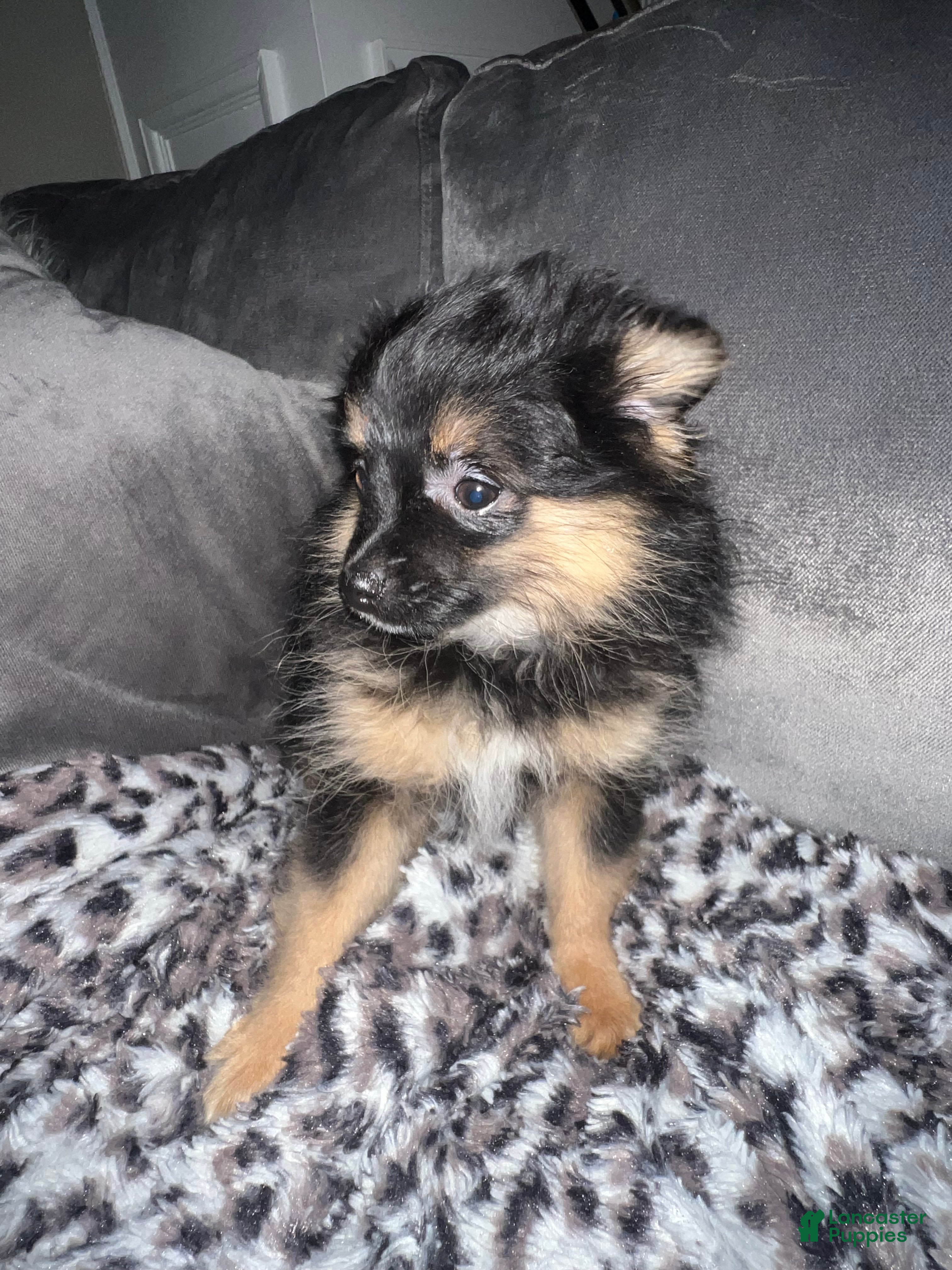 Pomeranian dogs Phoenix - Ad 15