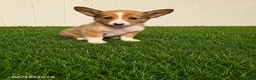 Mixed Breed dogs for sale: Peek a Boo - Ad 2