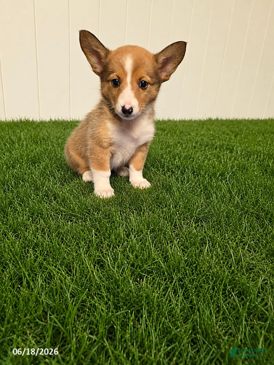 Mixed Breed dogs for sale: Peek a Boo - Ad 2