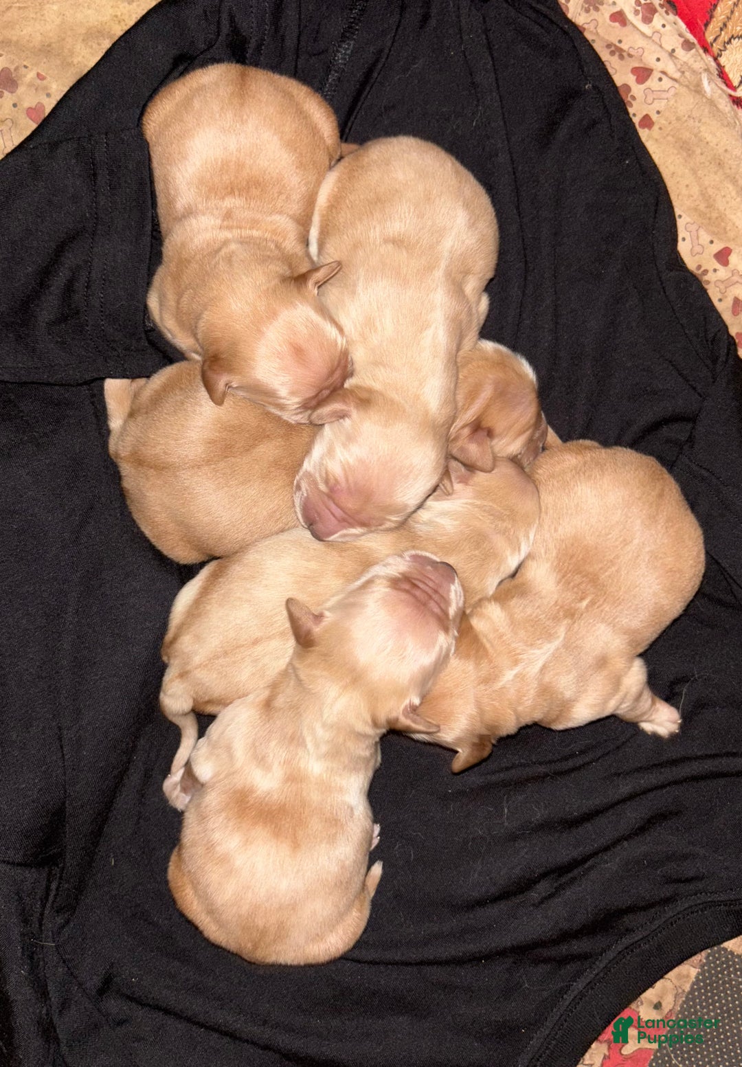 Golden Retriever dogs for sale: Purple - Ad 9