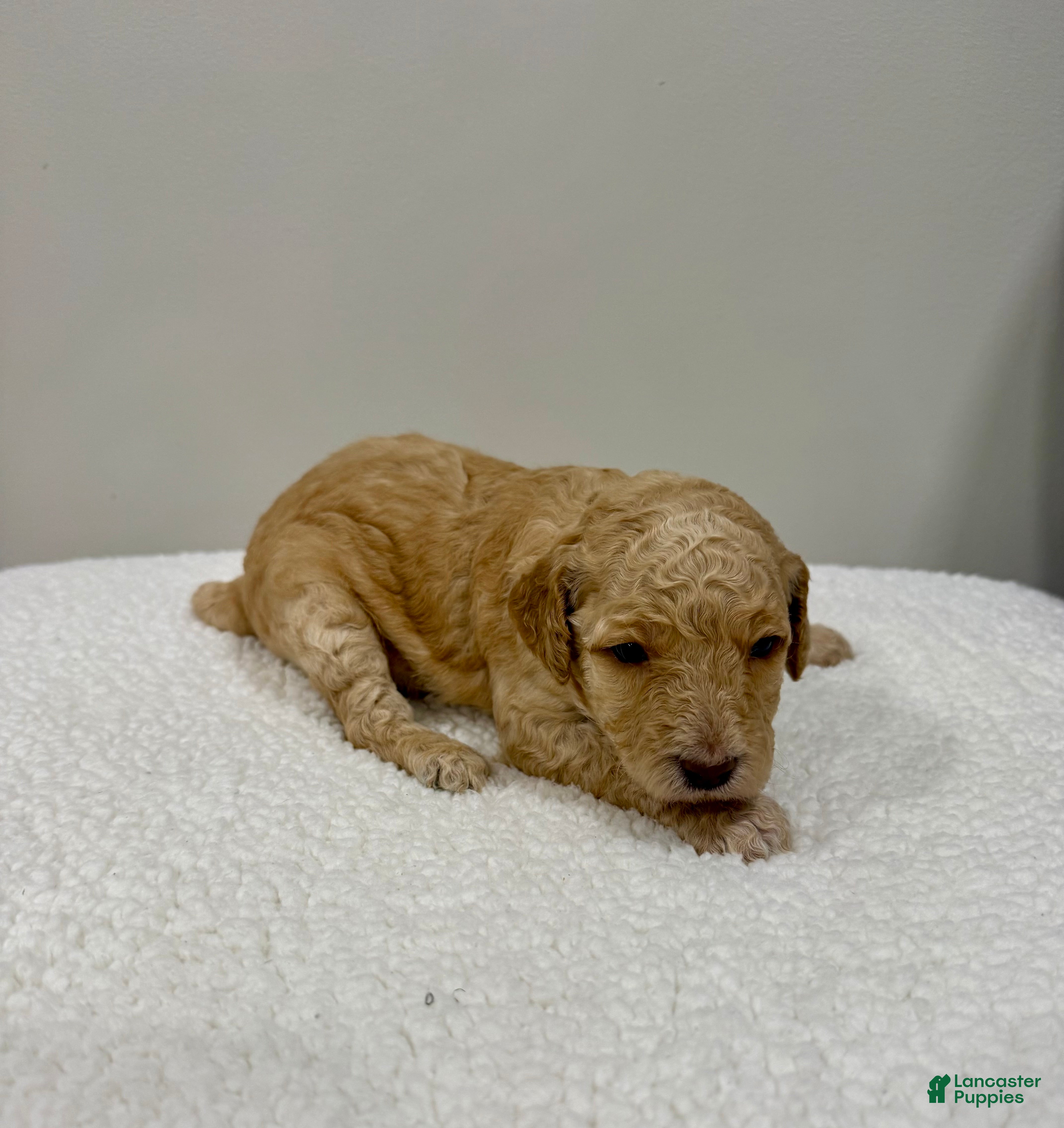 Standard Poodle dogs for sale: Pink Collar  - Ad 4