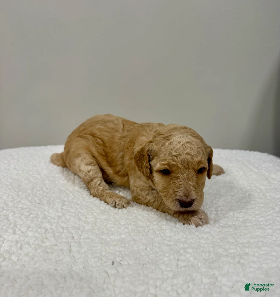 Standard Poodle dogs for sale: Pink Collar  - Ad 1