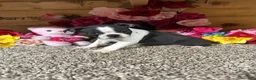 Boston Terrier dogs for sale: Boston Terrier 4 - Ad 4