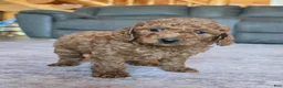 Miniature Poodle dogs for sale: Mini Lincoln - Ad 9