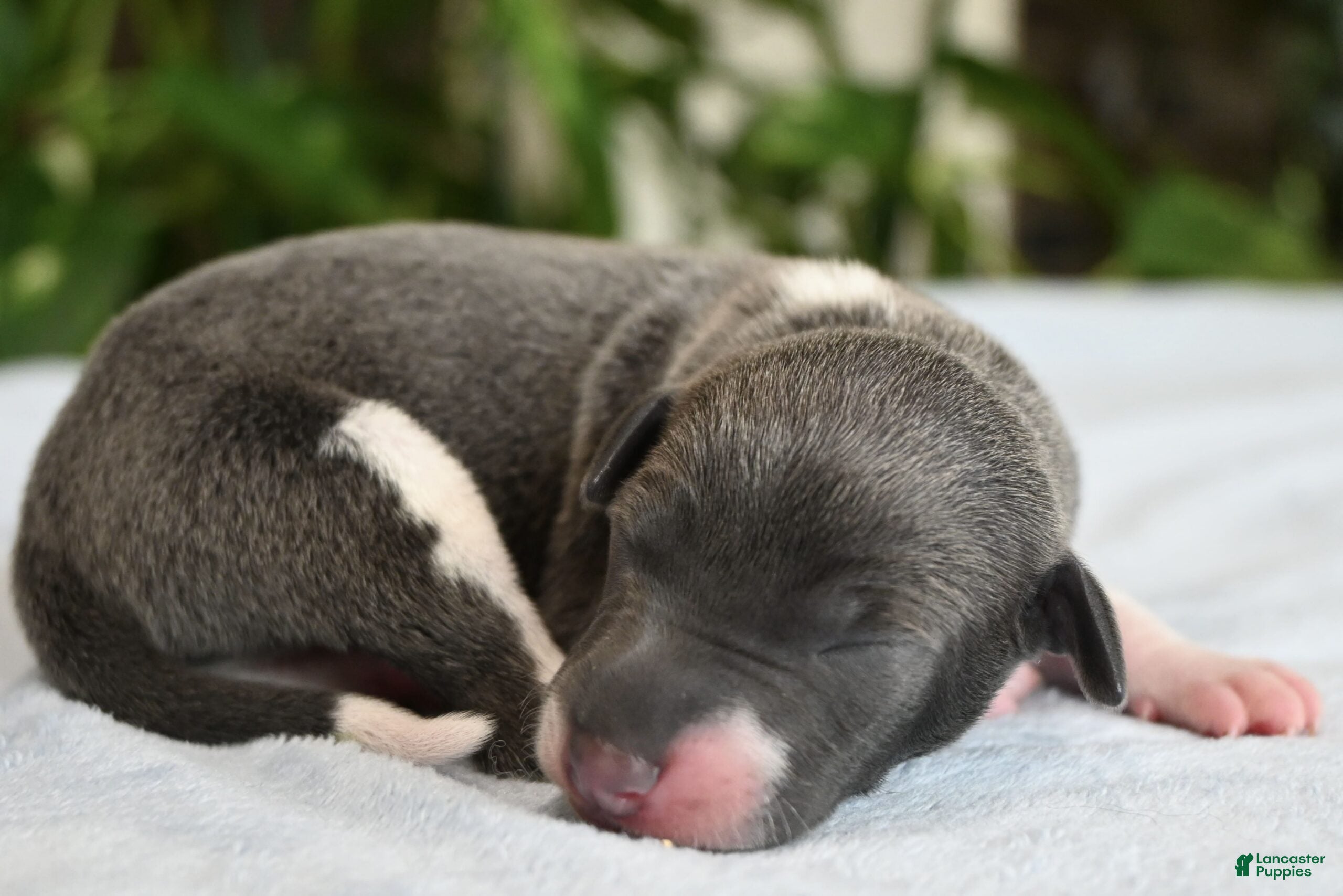 Italian Greyhound dogs Benson - Ad 1