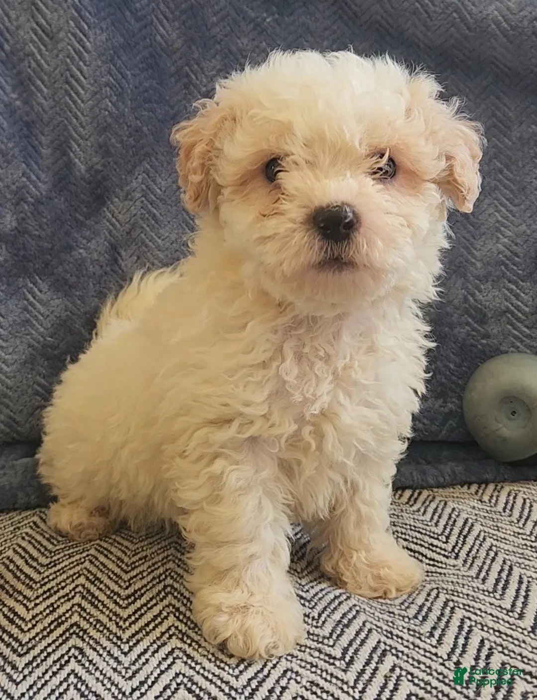 Mixed Breed dogs for sale: Ray - Ad 2