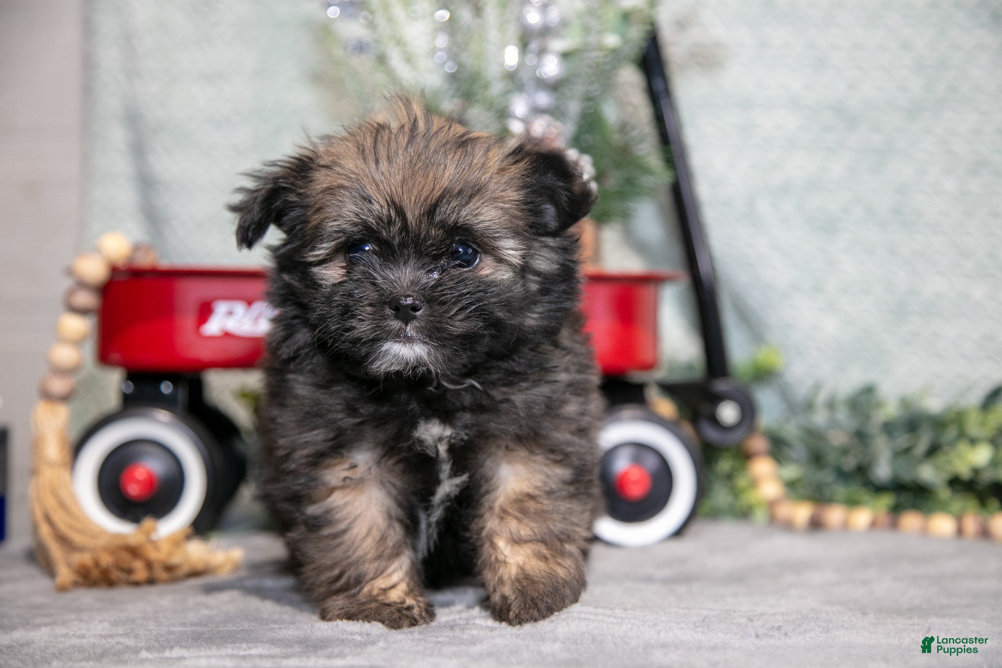 Mixed Breed dogs Gia - Ad 35