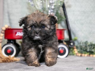 Mixed Breed dogs Gia - Ad 40