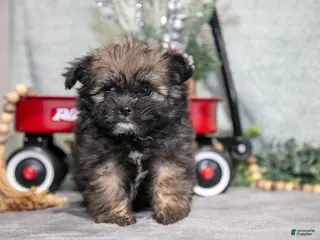 Mixed Breed dogs Gia - Ad 40