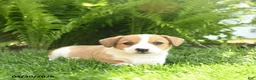 Mixed Breed dogs for sale: Dexter - Ad 3