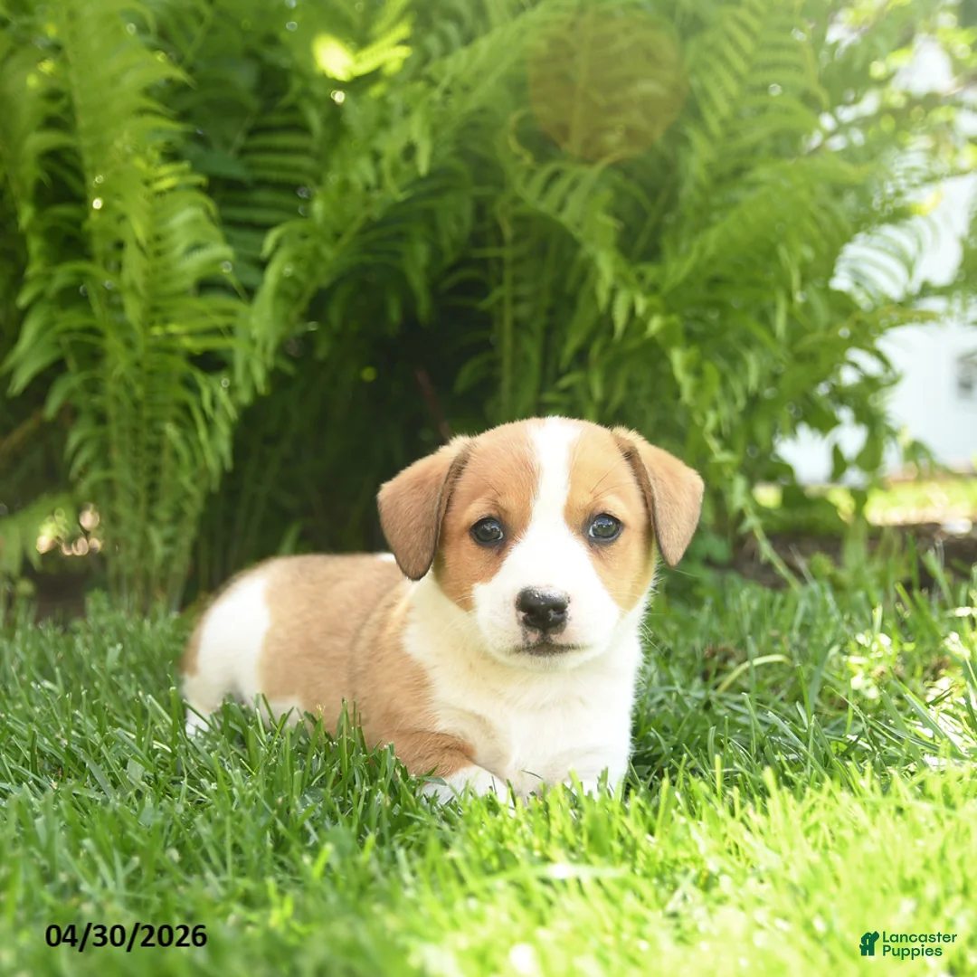 Mixed Breed dogs for sale: Dexter - Ad 3
