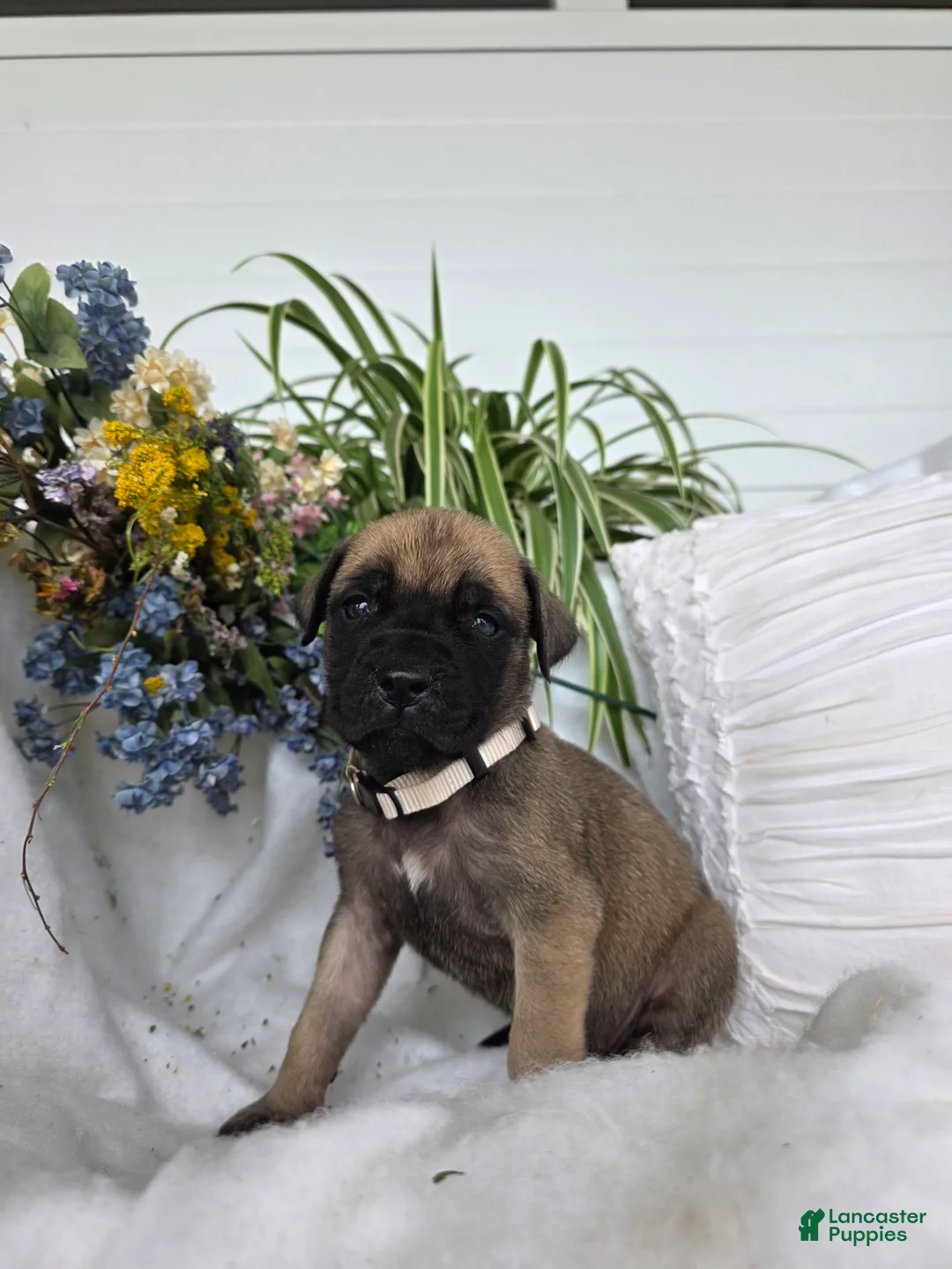 English Mastiff dogs for sale: Charity - Ad 1