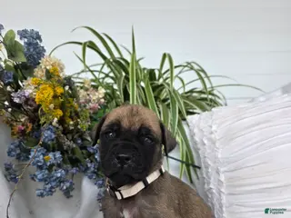 English Mastiff dogs Charity - Ad 7