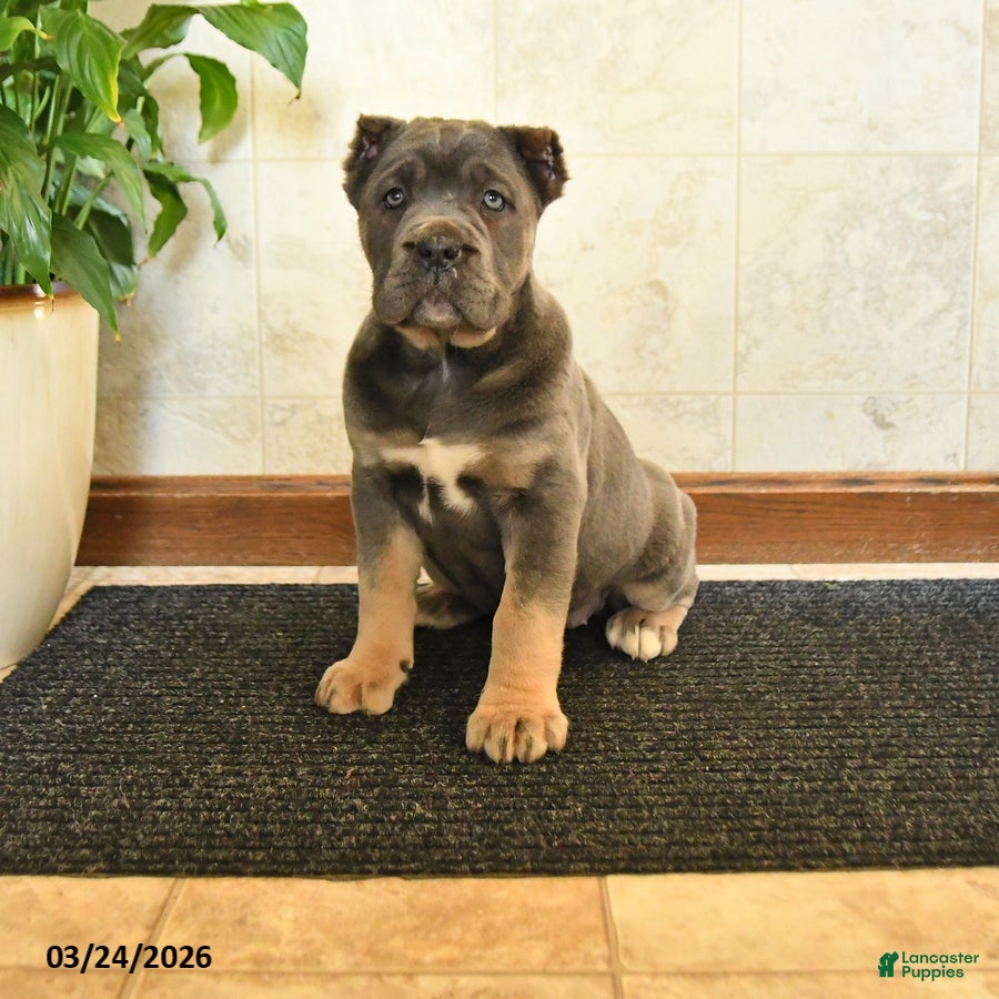 Cane Corso dogs Wilfred - Ad 1
