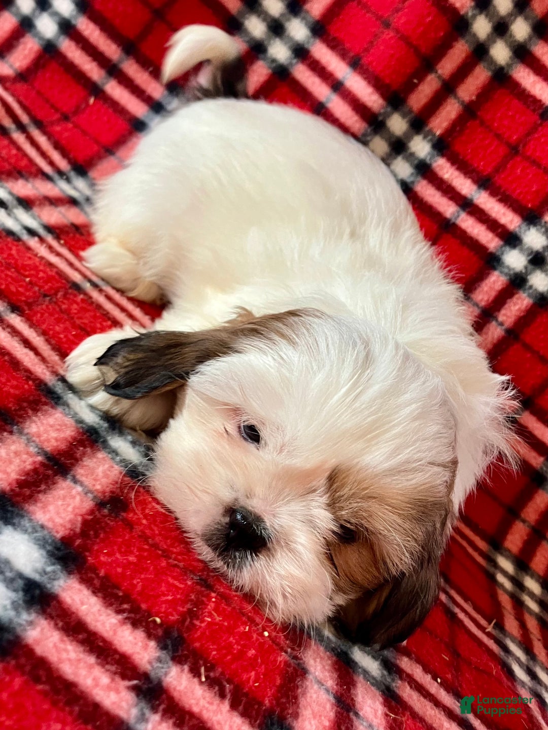 Shih Tzu dogs for sale: Lacy - Ad 3