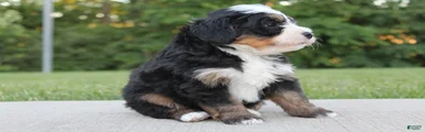 Oden