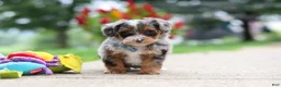 Yorkiepoo dogs for sale: Rave - Ad 3