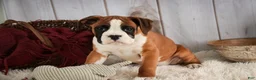 Boxer dogs for sale: Molly - Ad 7