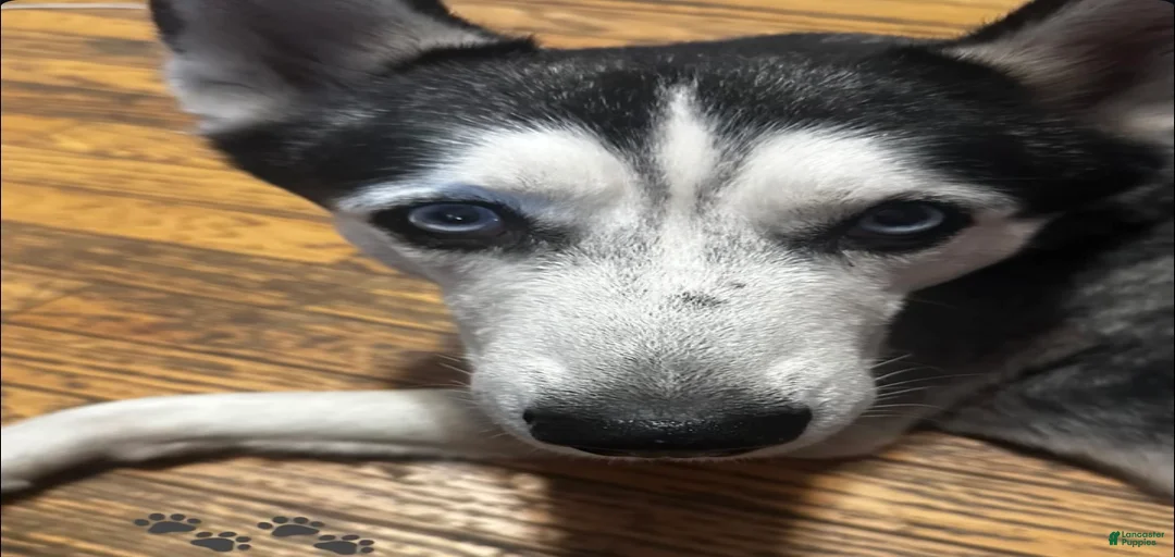 Gallery Image {{count}}