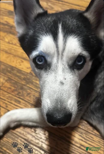 Gallery Image {{count}}